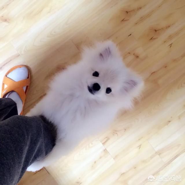 狗狗明明还小,为什么会出现骑乘行为?人家只是在说“我很强” 新金沙网投平台