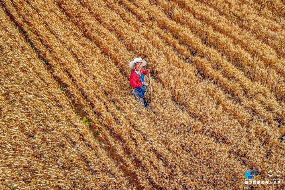 航拍河南洛阳:麦收季 金满地