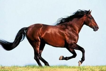 马一般能跑多快 t0105a89d0933ff7d9a.jpg