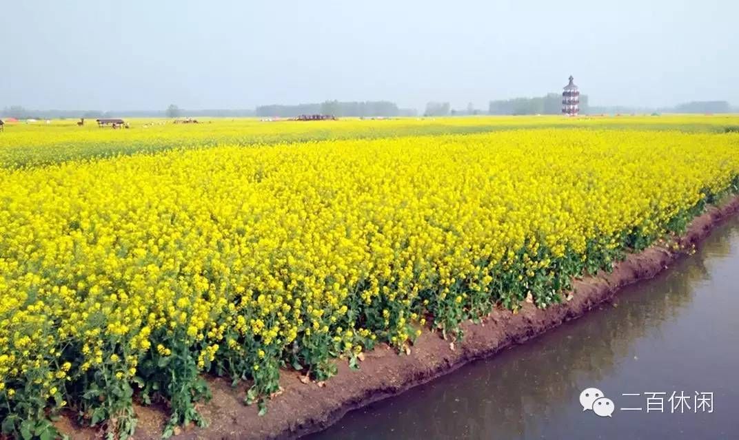 在那油菜花盛开的地方