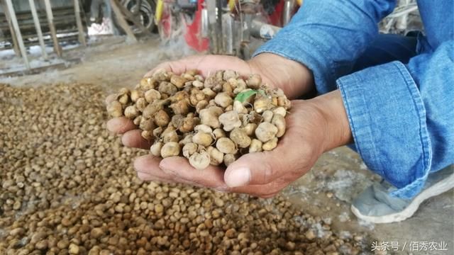 收获4亩农作物,雇10个人要干十几天,过程堪比做针线活