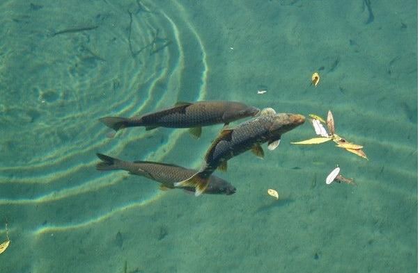 如何应对鱼情起浮,鱼浮头要怎么钓?下面这些问