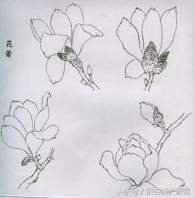 玉兰花代表着报恩。玉兰经常在一片绿意盎然中开出大轮的白色花朵,因其株禾高大,开花位置较高。新诗已旧不堪闻,江南荒馆隔秋云。多情不改年年色,千古芳心持赠君。 玉兰 《题玉兰》 明沈周 翠条多力引风长,点破银花玉雪香。 韵友自知人意好,隔帘轻解白霓裳。 玉兰 《玉兰》 明睦石 霓裳片片晚妆新,束素亭亭玉殿春。