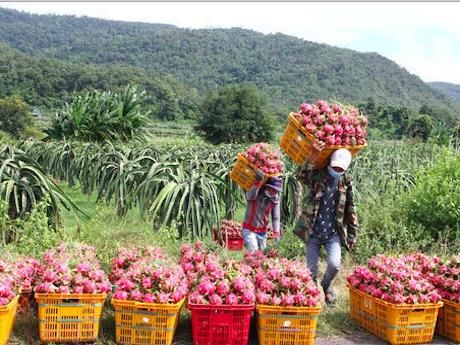 部分中国果蔬种植商将种植基地移向海外