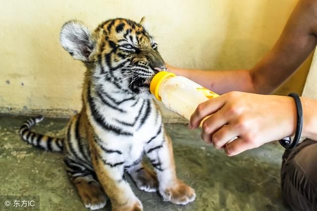 这些大喵咪竟比狗还好养 美国有7000多只宠