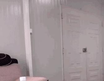 别人家狗子回趟家能把门撞坏,二哈连门在哪儿都找不到…… 九州娱乐金百利推球