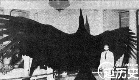 震惊:世界最大的动物长达80米 盘点10个巨型恐怖动物_【今日爆点】