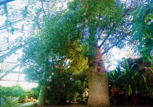 在浩瀚无际的库布其沙漠中，出现一个奇迹，一个海市蜃楼般的存在