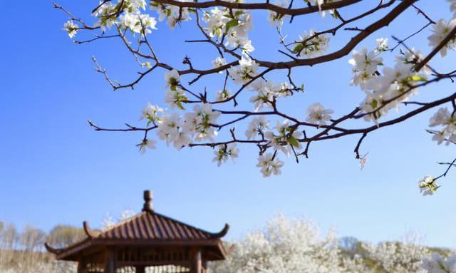 五一去哪儿玩?长春莲花山第二届梨花节与您相