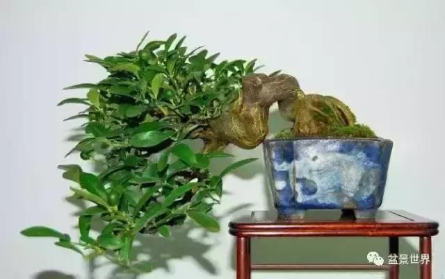 一组金豆盆景作品欣赏 感受硕果累累的喜悦