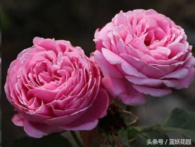 t01085c33414f87bc63.jpg
