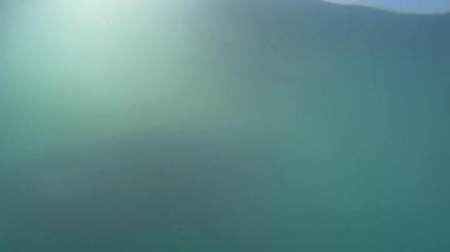 国内首次拍摄到布氏鲸水下影像