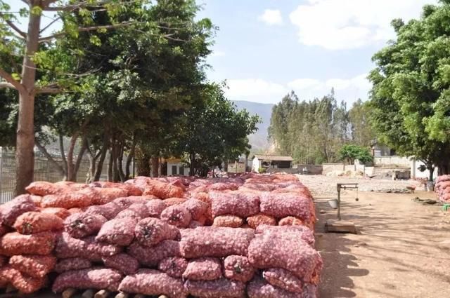 厉害!农产品滞销变畅销,京东搭建首个电商农产