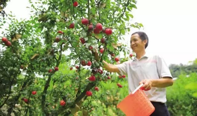 快收藏！长沙县周边水果采摘地图出炉，让你甜蜜一夏~