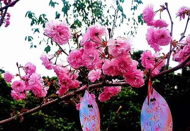 美炸！一夜间，广州竟飘起了如梦似幻的粉红花雨！