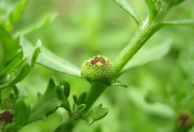 乡下这种野草叫“鹅不食”，看着很普通，竟是治疗抗肿瘤的良药！