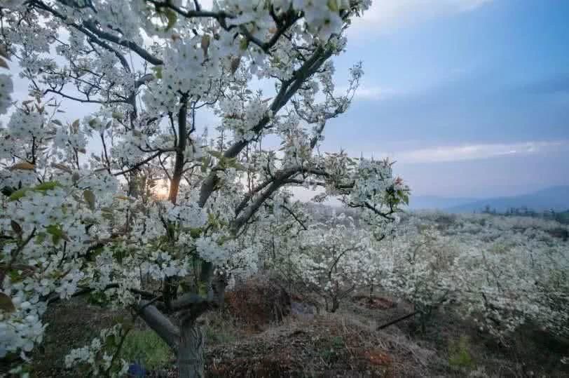 我在梨花盛开的听紫云，候你佳音！