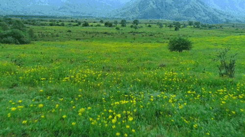 壁纸 草原 成片种植 风景 植物 种植基地 桌面 500_281 gif 动态图