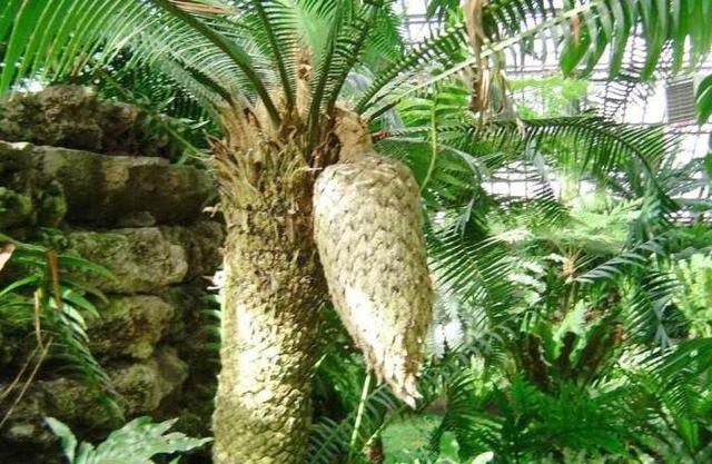 号称东方亚马逊, 是中国最美的森林,你知道在