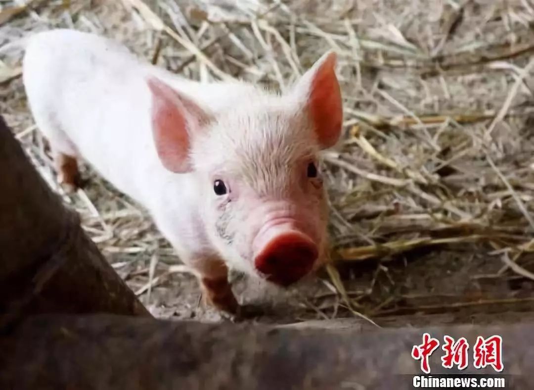 猪价春节会涨吗
