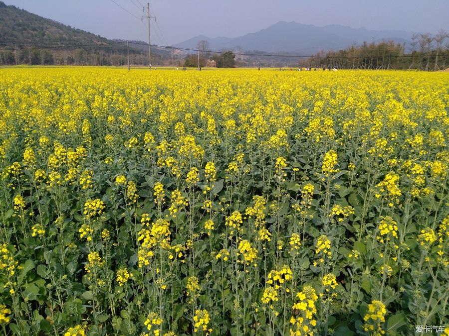 2018年春节粤北韶关赏花，火山上的油菜花 。