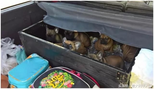 神勇缉毒犬上演同胞大营救,27只萌狗狗被解救