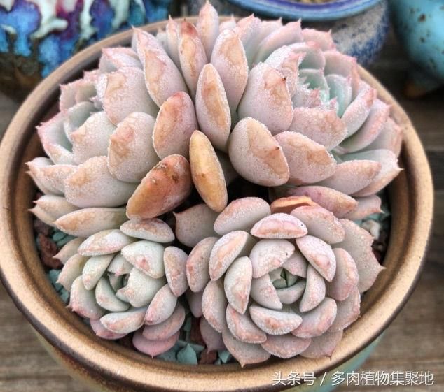 在什么温度下给多肉换盆合适?了解这个时间段