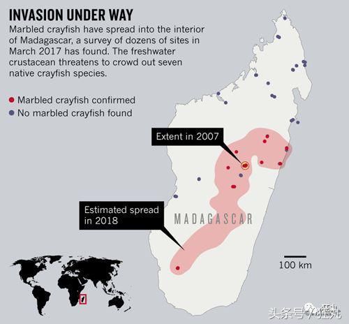 变异小龙虾无限克隆自己攻陷欧洲、非洲，老外开始向中餐求援？