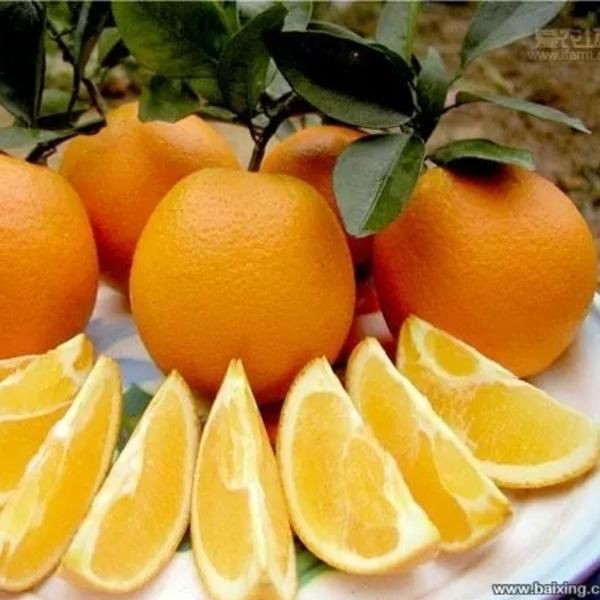 赣南脐橙中的脐橙你是怎么读呢?