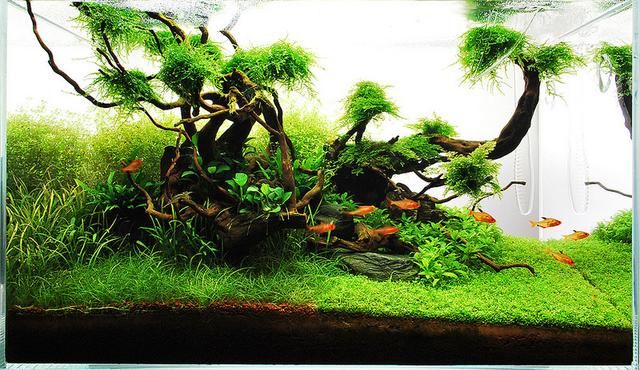 10种鱼缸造景风格分析-水草缸