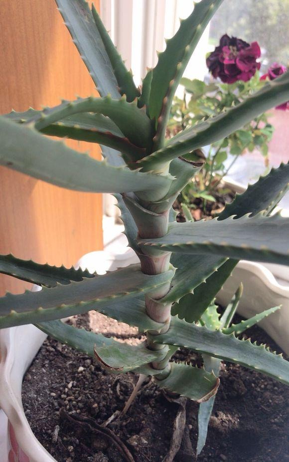 关于新房子的甲醛