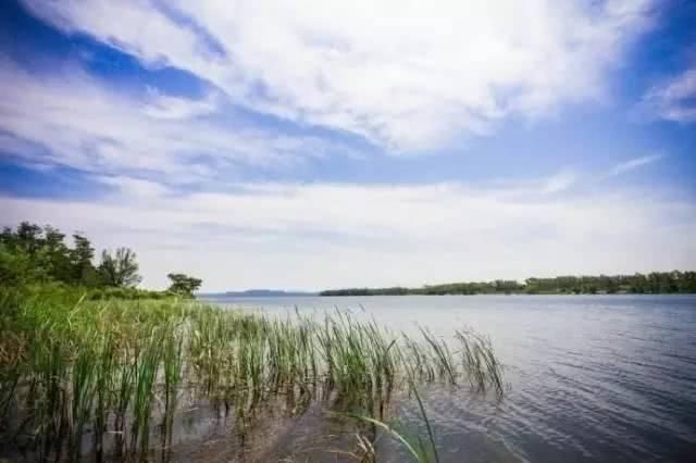 长春附近这些地方野菜多!趁着假期拎着小铲子