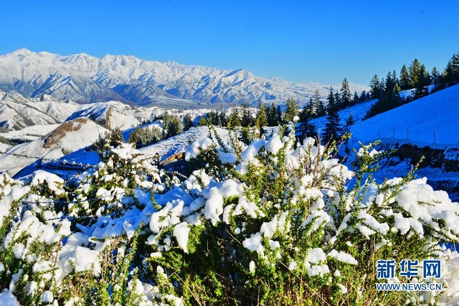 当夏天遇见雪 甘肃肃南五月降雪现“冬夏交织”美景