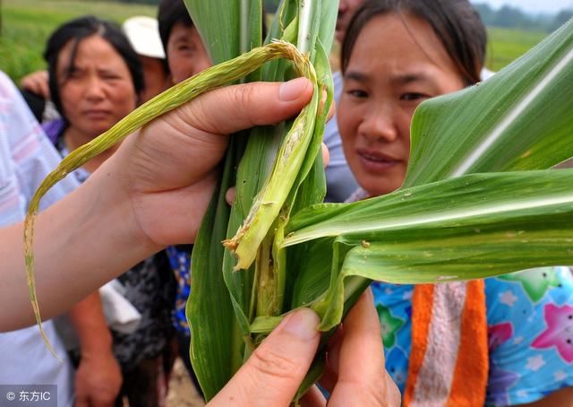 玉米粘虫、草地螟集中爆发，向东北、华北迁移，农业部紧急防控！