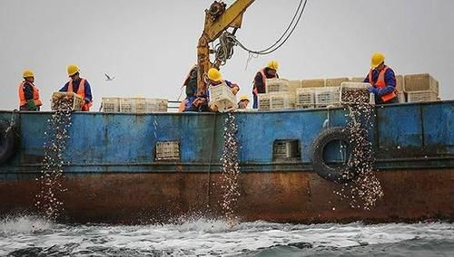 獐子岛扇贝为什么死