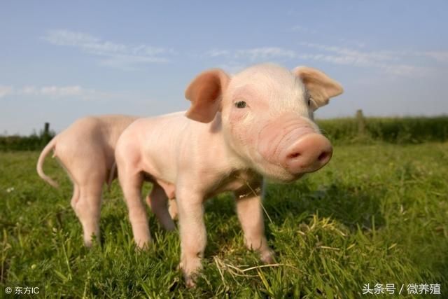 好消息!多地猪价触底反弹,但能否持续上涨值得我们深思!