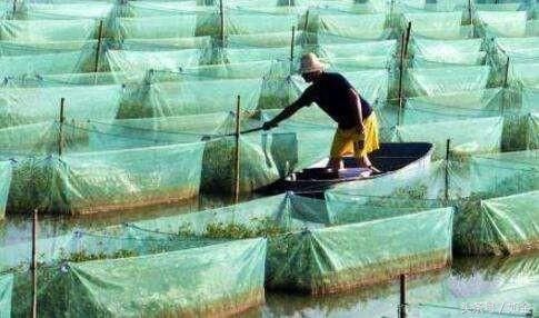 三个月时间,养殖黄鳝收入10万