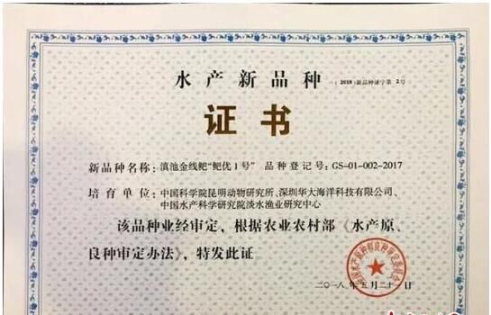 云南濒危土著鱼滇池金线鲃实现从保护到可持续利用的突破