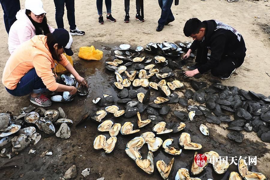 松花江哈尔滨段河床裸露河蚌堆积