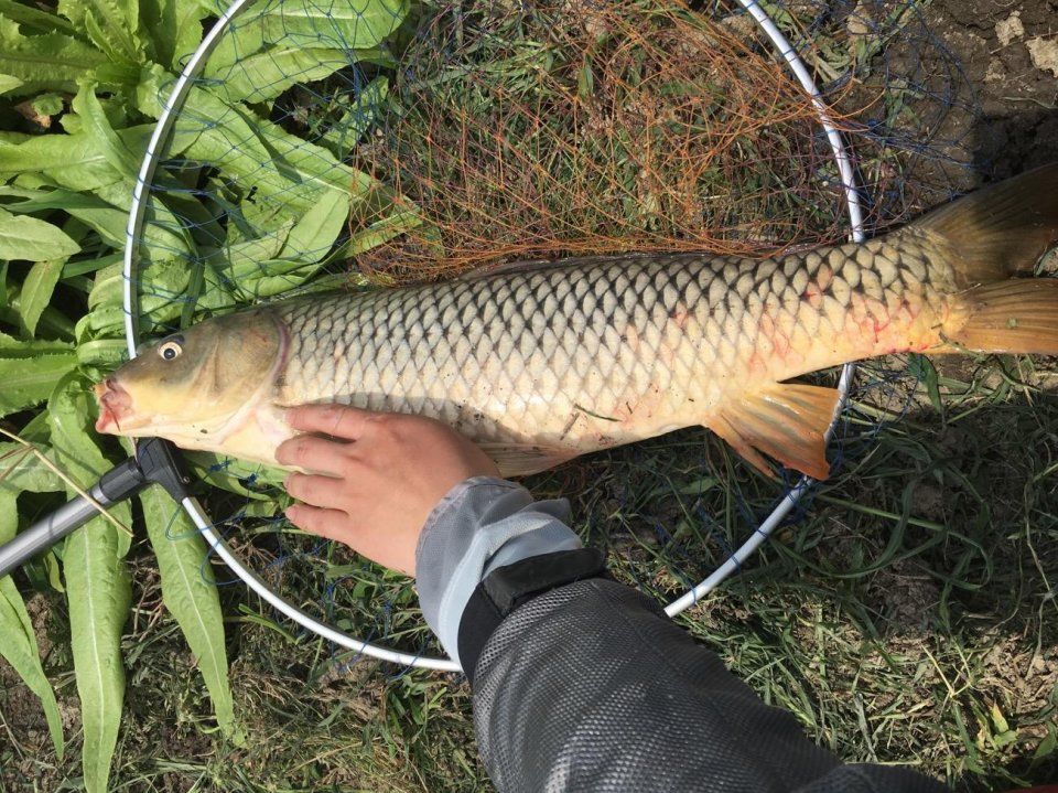 钓鱼这样用菜籽饼，爆护很轻松