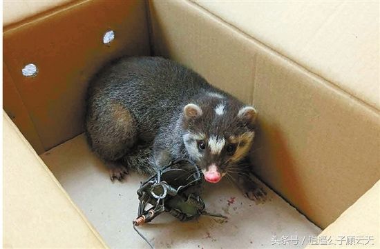 想吃野味就去打猎,看到农村美食口水直流,舌尖