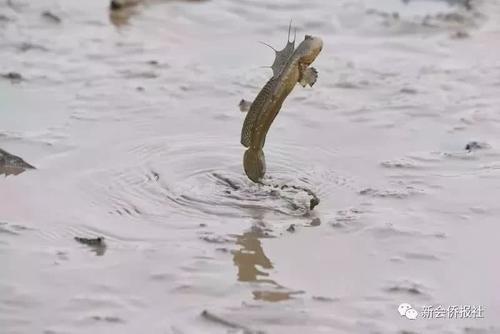 江门的这种鱼，被誉为“鱼类中的天才”！盛夏吃它正当时~丨寻味