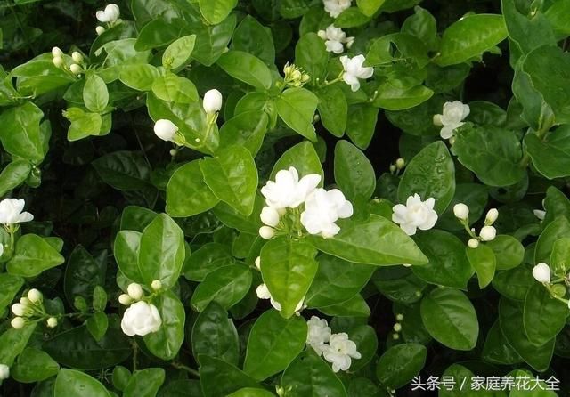 茉莉、栀子花期延长，开花不断的小秘诀