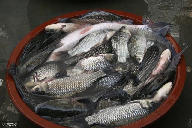 钓鱼水库野钓，配3块钱饵料不停接连上鱼，鱼塘老板为什么赶我走