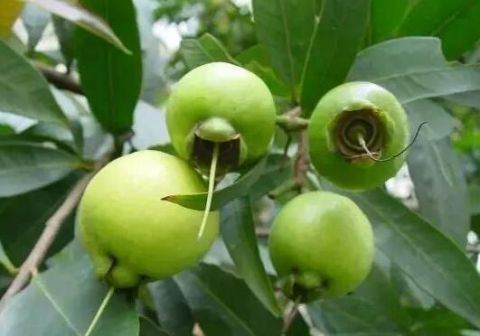 这种与葡萄发音一样的水果,却具有特殊的玫瑰