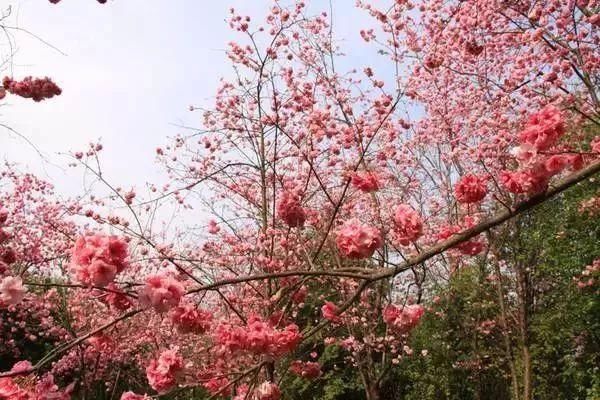 玉溪最全赏花攻略来了，花海之约不要错过!