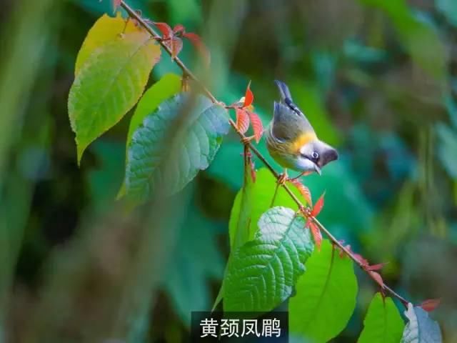 百鸟天堂云南百花岭八天深度打鸟团