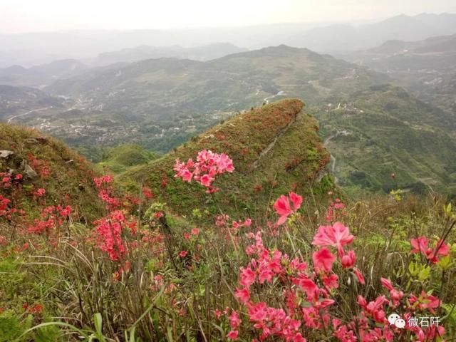 石阡仙人街万亩杜鹃花开了，你去看来没?