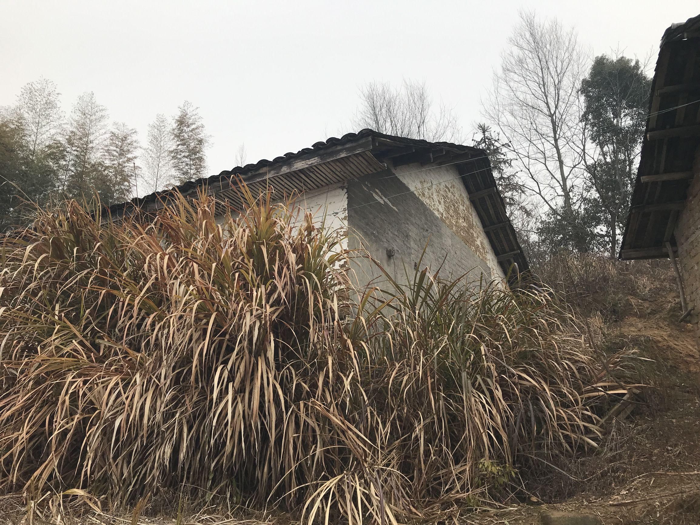 一年没回家却发现老家已被杂草吞噬，景象太凄凉太心酸