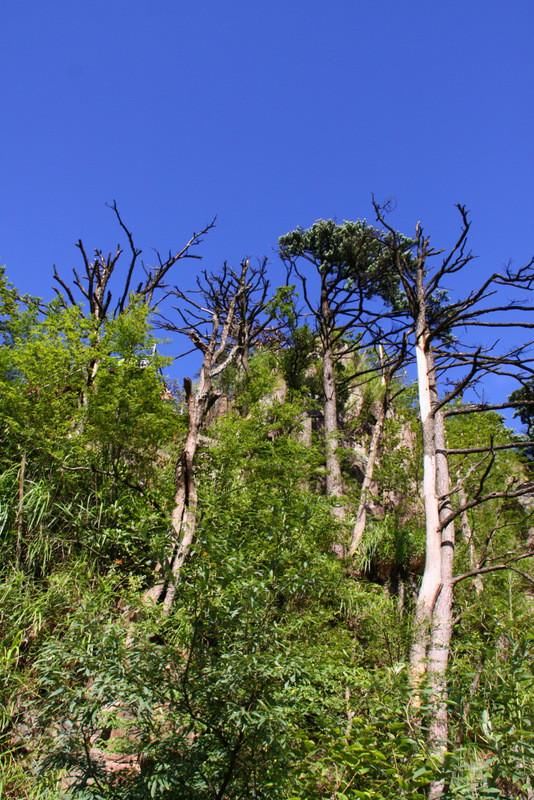 莽山国家森林公园风光